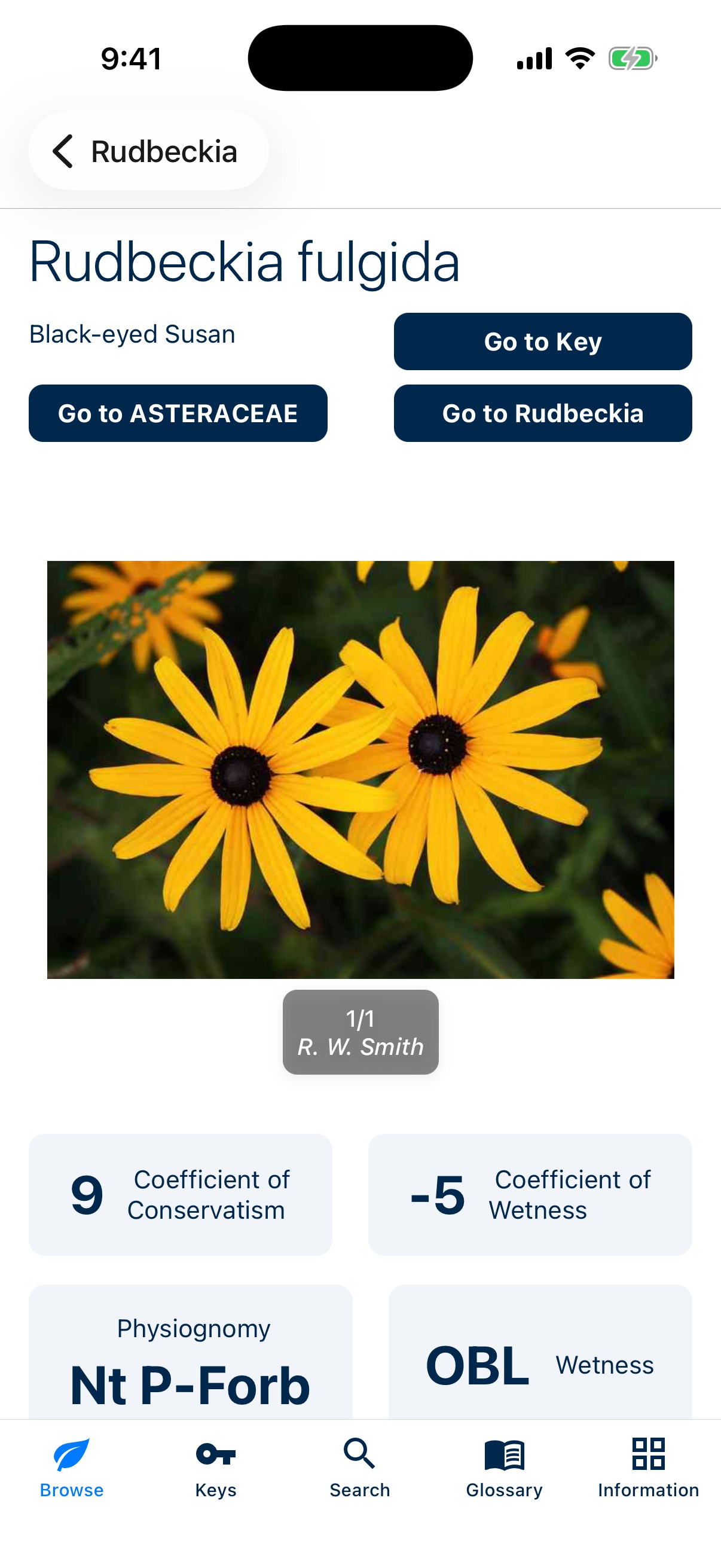Species Page View of Michigan Flora App